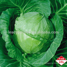 C03 Xiaguan mid-early maturity 50 days f1 hybrid Chinese cabbage seeds